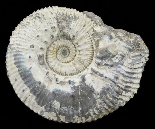 Wide Kosmoceras Ammonite - England #60302